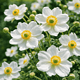 Анемона японская Andrea Atkinson