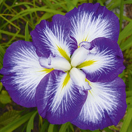 Ирис японский Сентэ ов Интерест