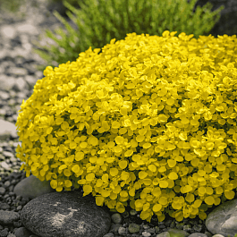 Барбарис Тунберга Special Gold