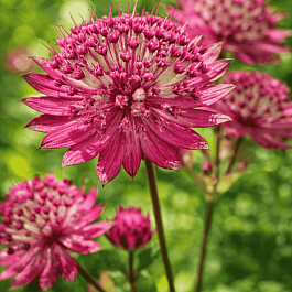 Астранция большая Rubra