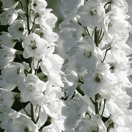 Дельфиниум   Guardian White