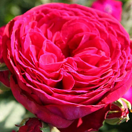 Роза Тантау парковая Соул