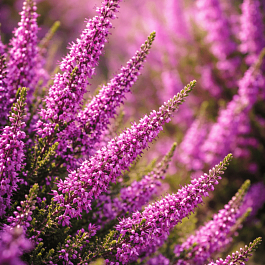 Вереск обыкновенный Colette