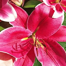 Лилия El Capitan