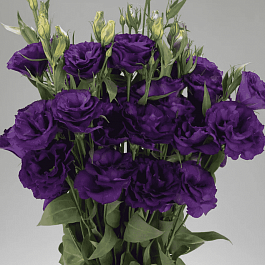 Лизиантус Advantage 2 Purple