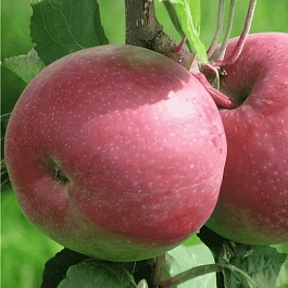 Яблоня Июльское Черненко