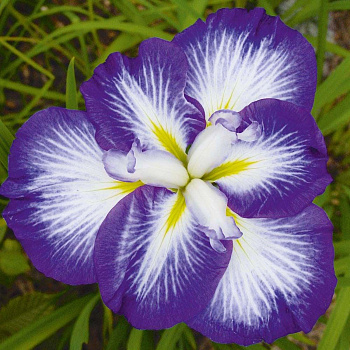 Ирис японский Сентэ ов Интерест