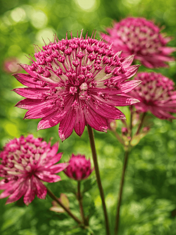 Астранция большая Rubra