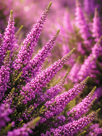 Вереск обыкновенный Colette