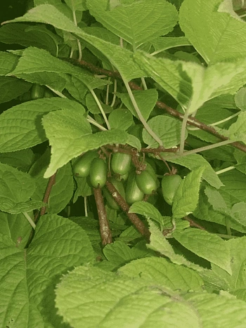 Актинидия коломикта Dr Szymanowski