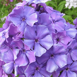 Флокс метельчатый Blue Evening