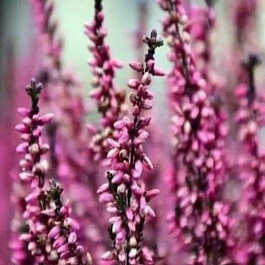 Вереск обыкновенный Pudlowy Voc