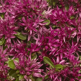 Очиток ложный Solarity