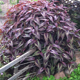 Горец мелкоголовый Ред Дрэгон