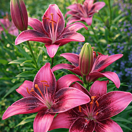 Лилия Purple Eye