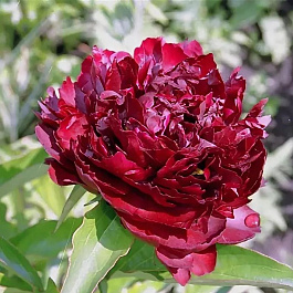 Пион травянистый Хайлайт