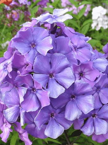 Флокс метельчатый Blue Evening