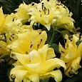 Лилия Exotic Sun