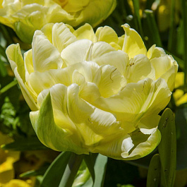 Тюльпан махровый ранний Верона НАБОР 2ШТ (10+10)