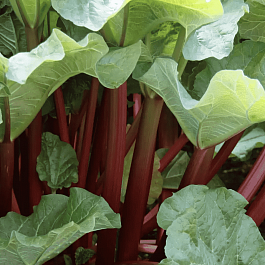 Ревень Vinebar