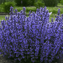 Котовник Фассена Cat’s Pajamas Blue