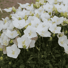 Колокольчик  карпатский White Clips