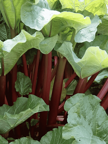 Ревень Vinebar