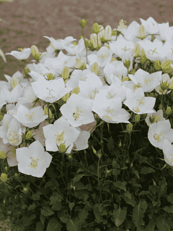 Колокольчик  карпатский White Clips