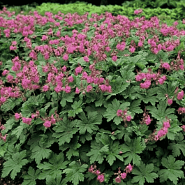 Герань крупнокорневищная Cream Pink