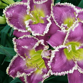 Лилейник Bestseller