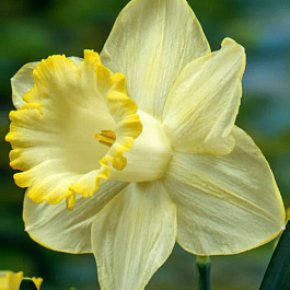 Нарцисс крупнокорончатый Лемон Шейк