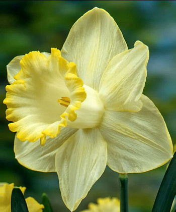 Нарцисс крупнокорончатый Лемон Шейк