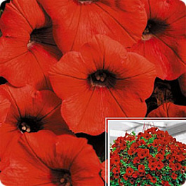 Петуния ампельная F1 Шок Вейв Ред