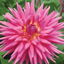 Георгина Sugar Diamond