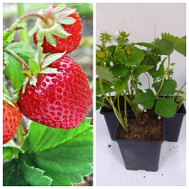 Земляника садовая Зенга Зенгана НАБОР 3ШТ Земляника садовая Зенга Зенгана НАБОР 3ШТ