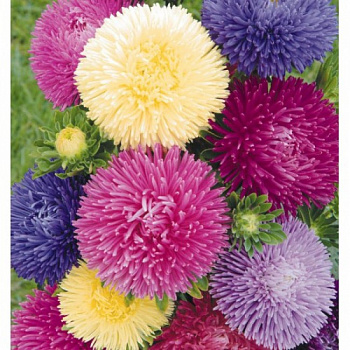 Астра Гала Микс