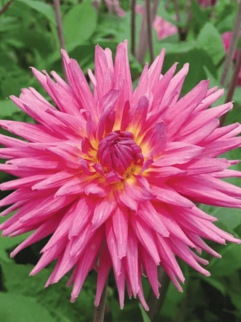 Георгина Sugar Diamond