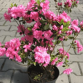 Рододендрон тупой Petticoat