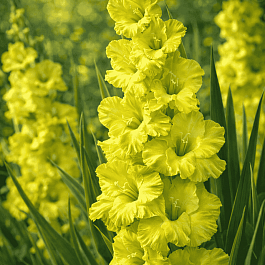 Гладиолус Spring Green