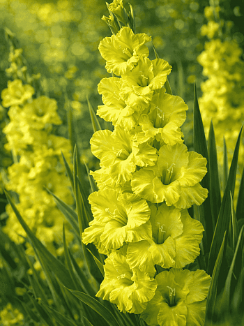 Гладиолус Spring Green