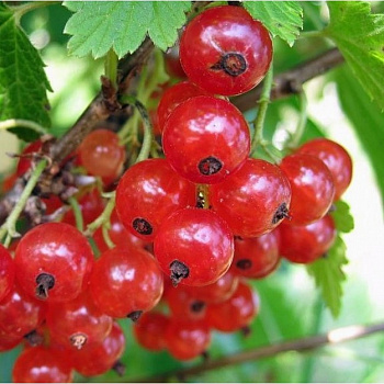 Смородина красная Ненаглядная Смородина красная Ненаглядная