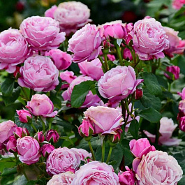 Роза парковая Дитэр Мюллер