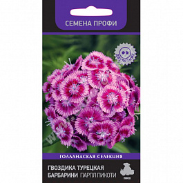 Гвоздика турецкая Барбарини Парпл Пикоти