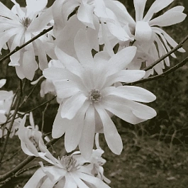 Магнолия звёздчатая Waterlily