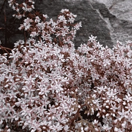 Очиток белый Murale