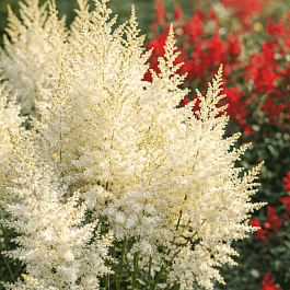 Астильба китайская Frosty Cupcake