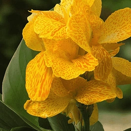 Канна горшечная Happy Emily