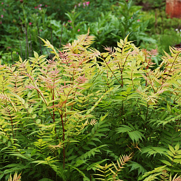 Рябинник рябинолистный Сэм Рябинник рябинолистный Сэм