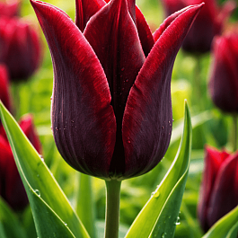 Тюльпан лилиецветный Lasting Love