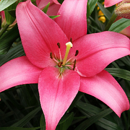 Лилия ЛА-гибрид Манадо